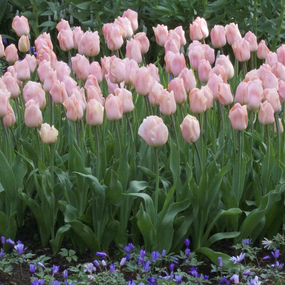 Triumph-Tulpen Apricot Beauty - Tulipa 'apricot beauty' - Willemse