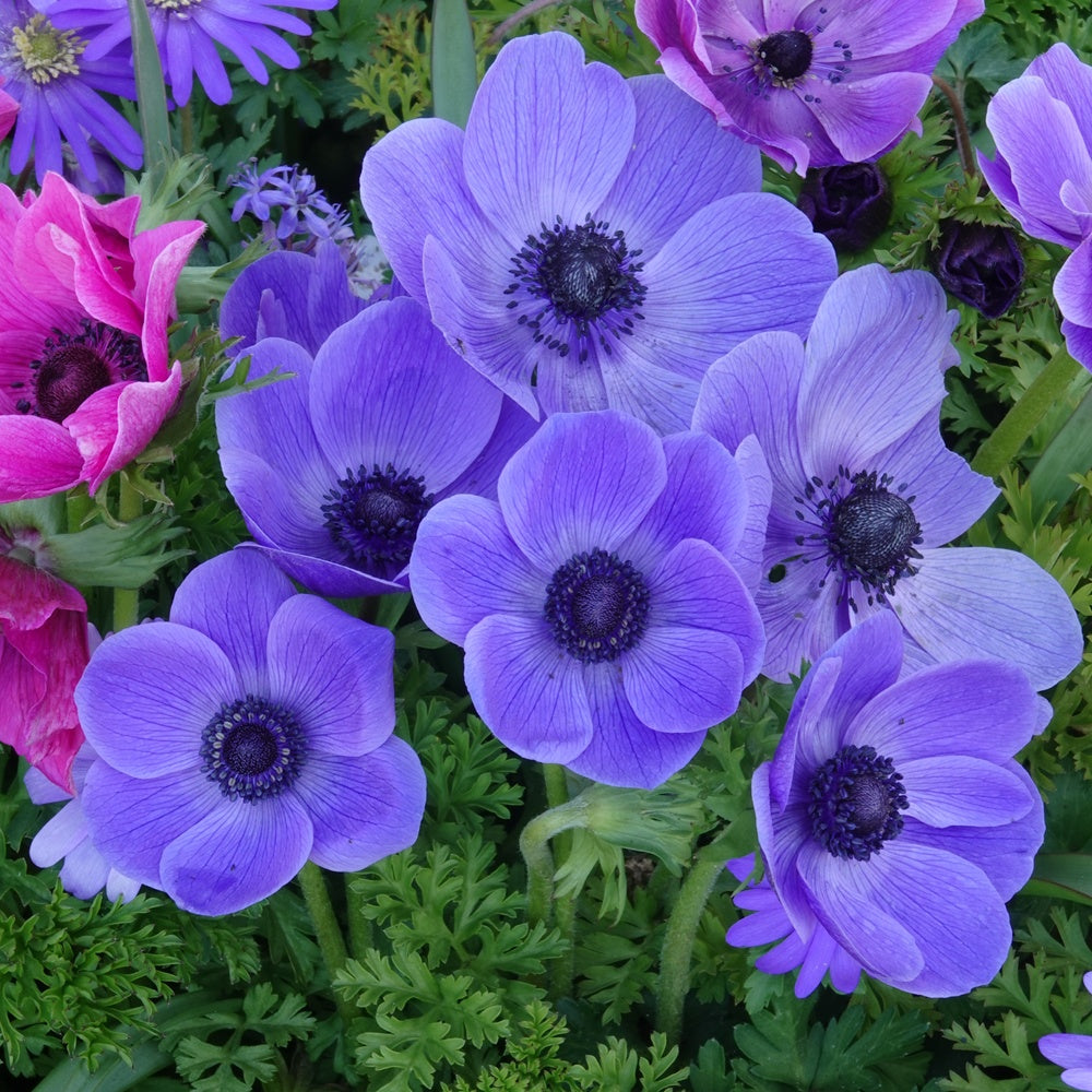 Anemonen coronaria - Blau - Willemse