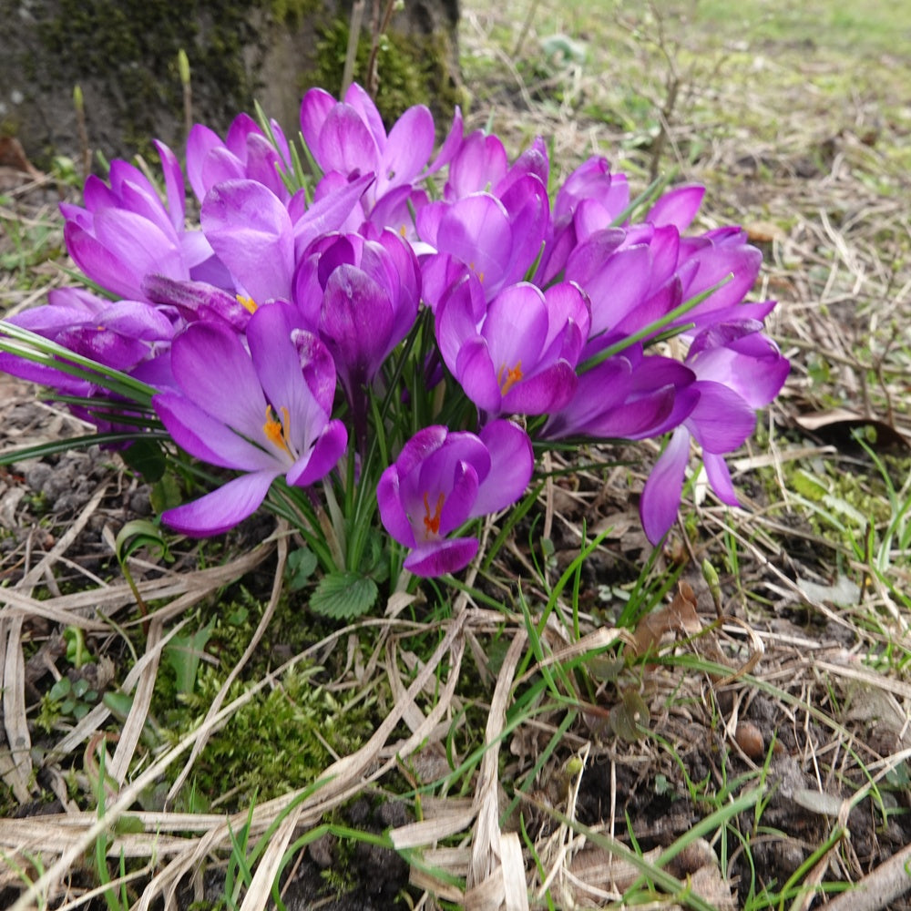 Hybridkrokusse Ruby Giant - Crocus 'ruby giant' - Willemse