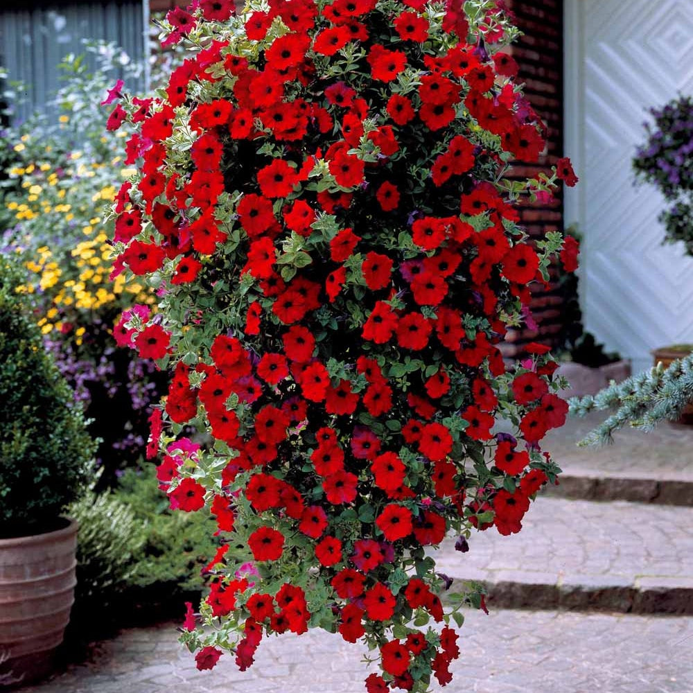 Petunia - Rote Hängepetunien (x3) - Petunien und Calibrachoa