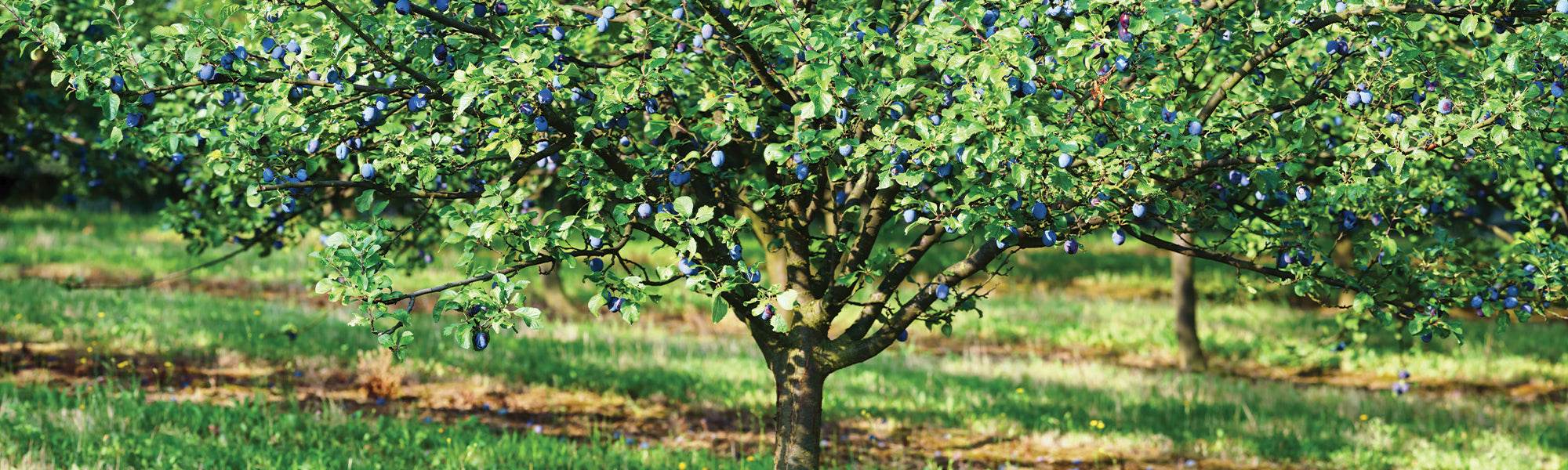 Zwetschgenbaum