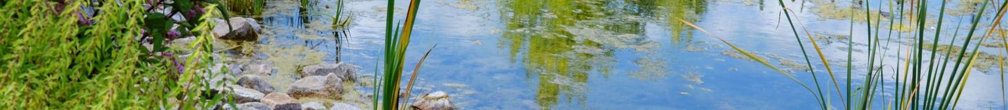 Natürlicher Teich