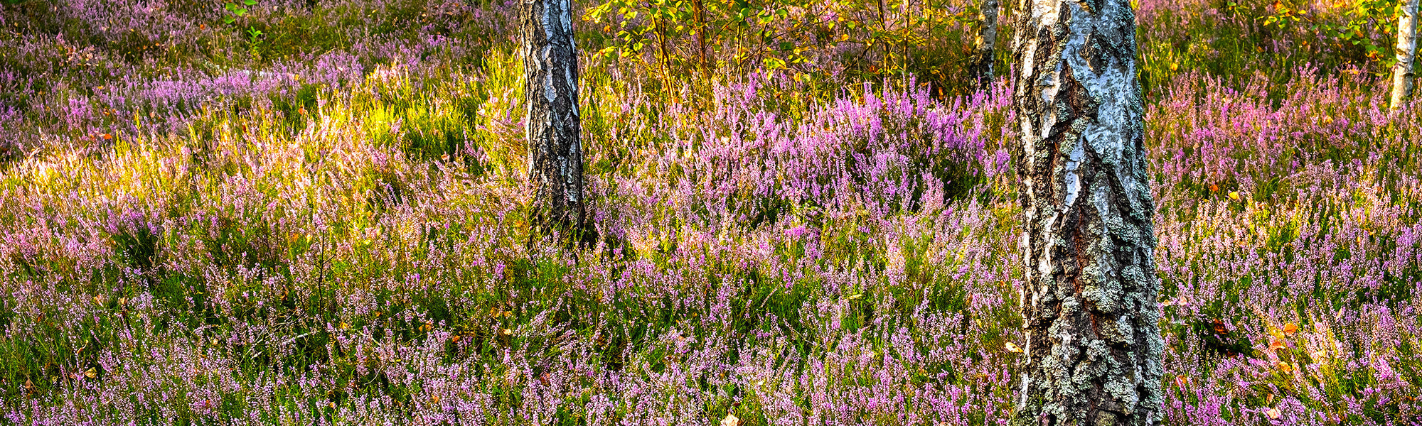 Ein Garten im Wald old
