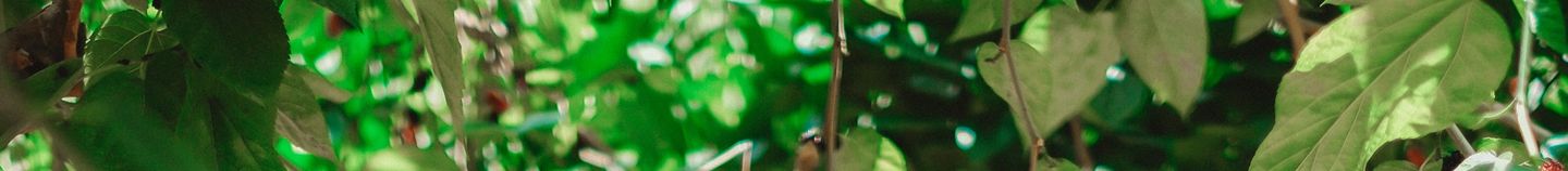 Pflanzen für einen Obstgarten