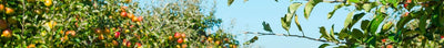 Obstbäume für den Obstgarten