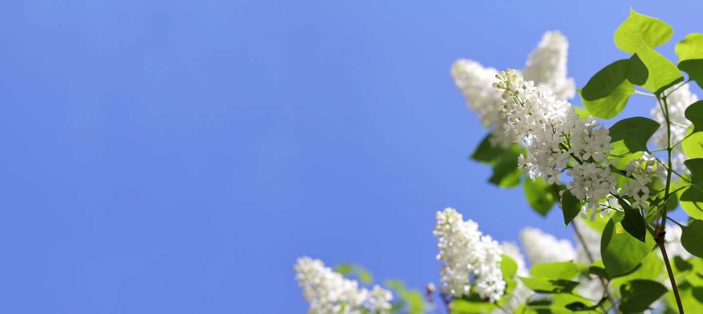 Duftende Gartenfreuden