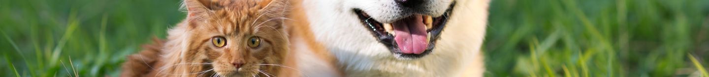 Tierfreundliche Pflanzen