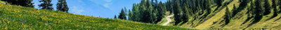Wilder Garten