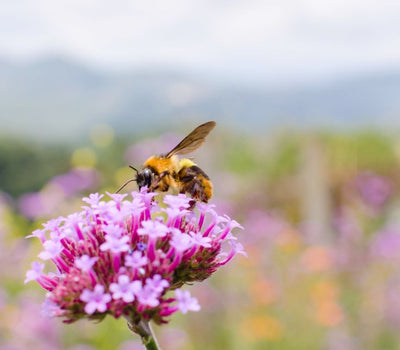 Bienenfreundlicher Garten