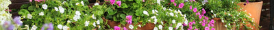 Ganzjährig blühende Terrasse