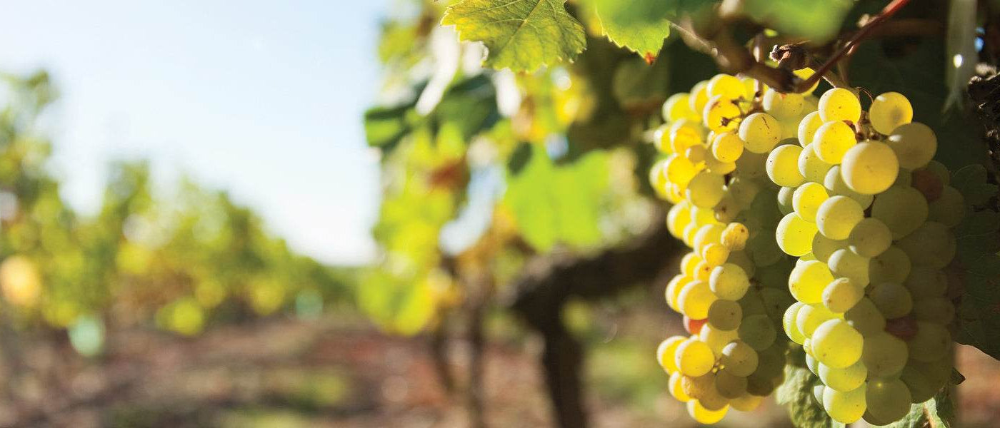 Weinrebe
