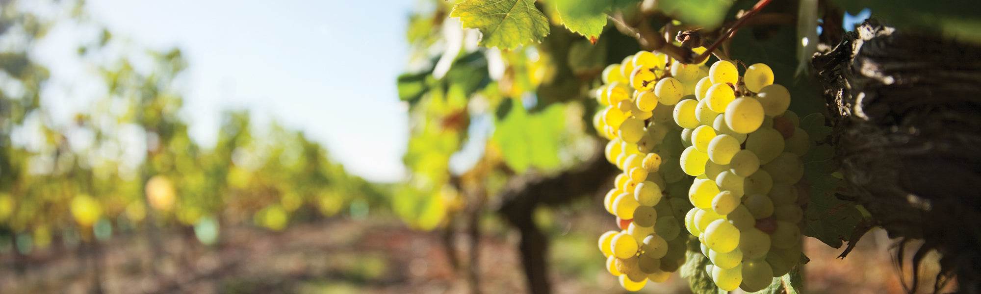 Weinrebe