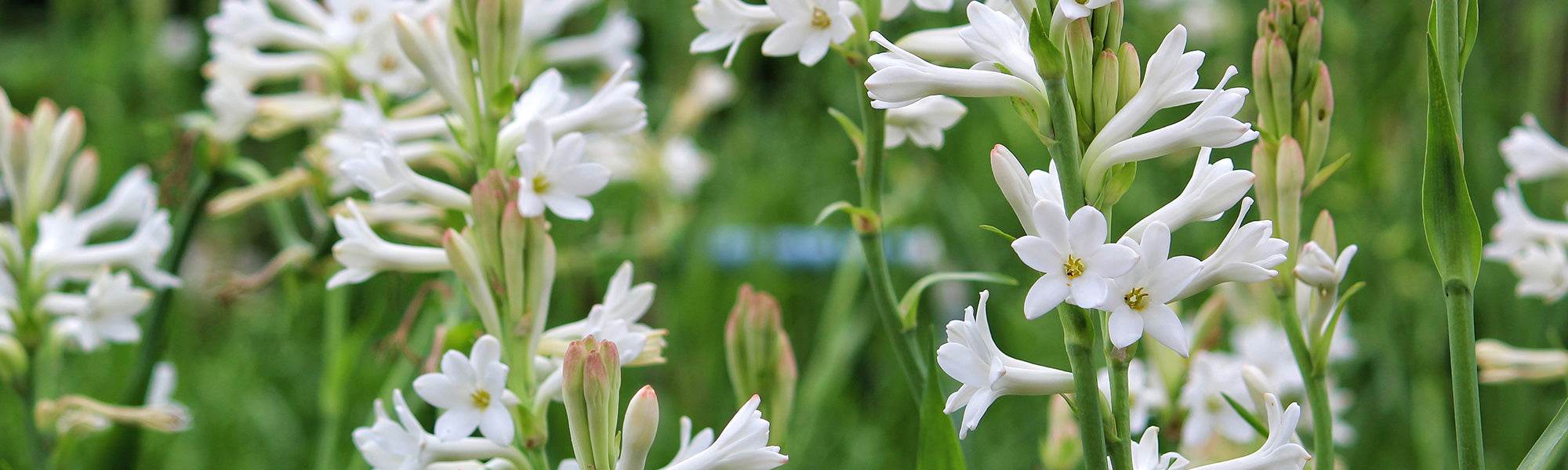 Tuberose