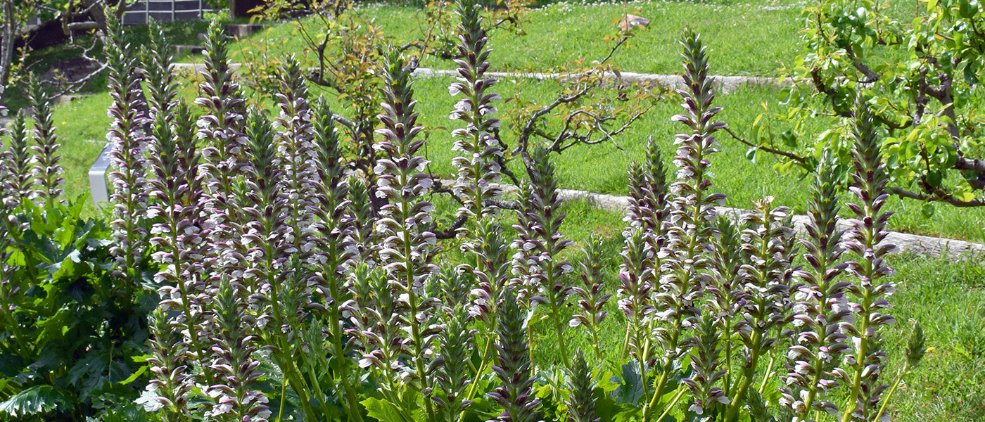 Akanthus