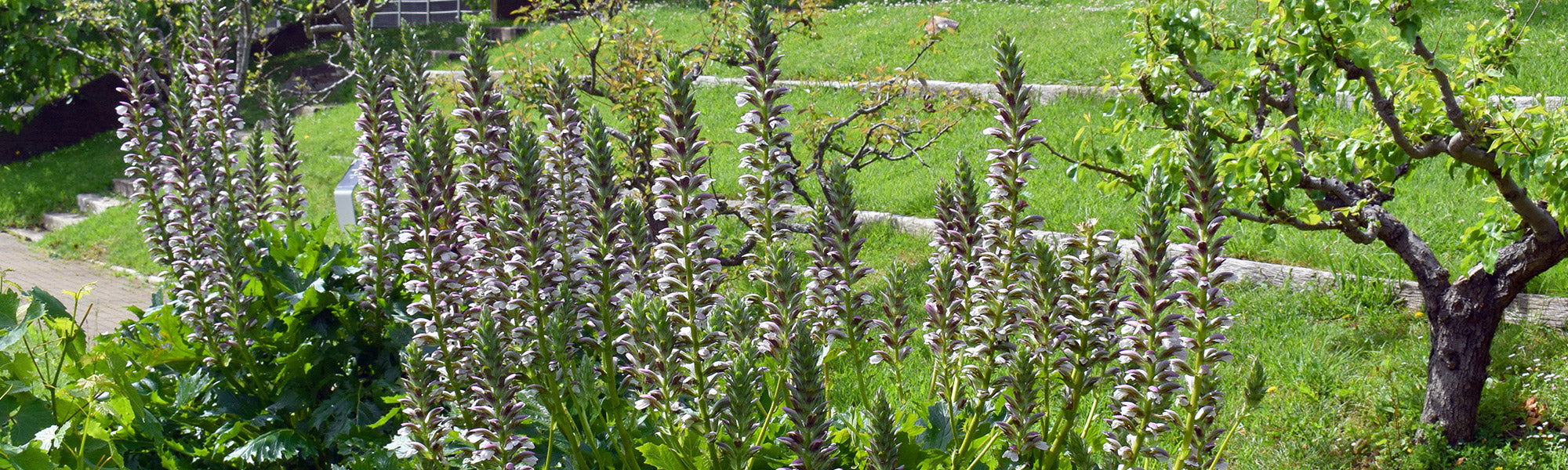 Akanthus