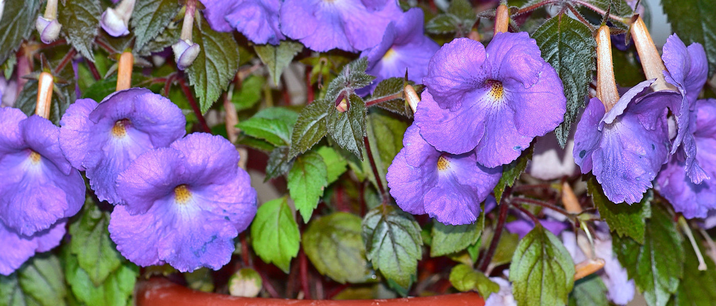 Achimenes