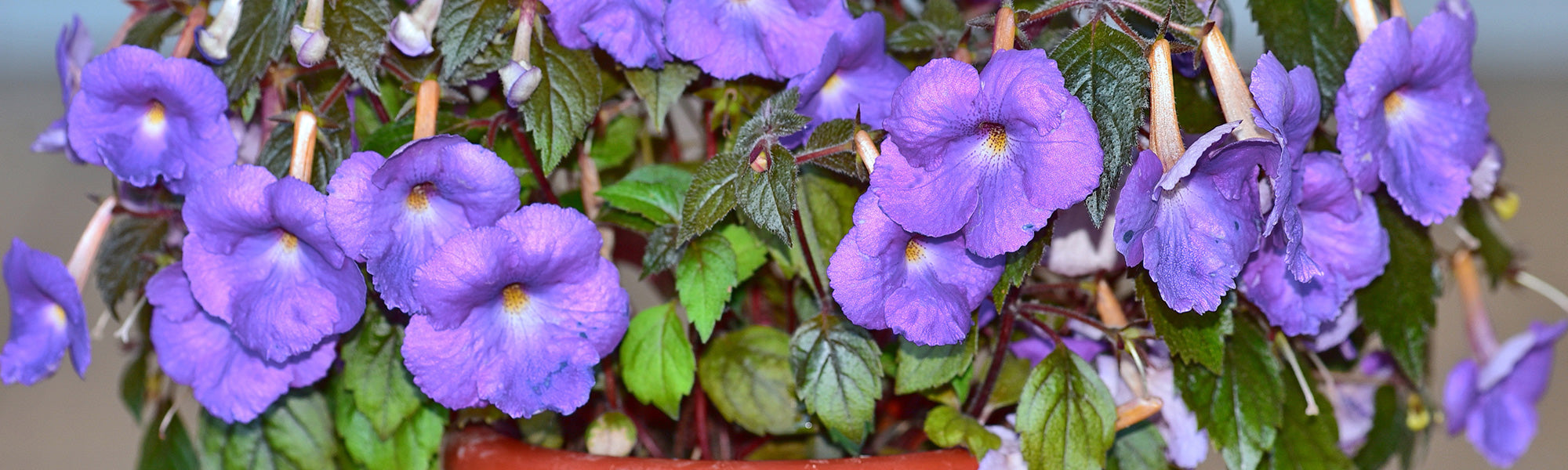 Achimenes