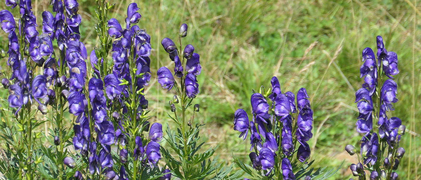Blauer Eisenhut - Aconitum napellus