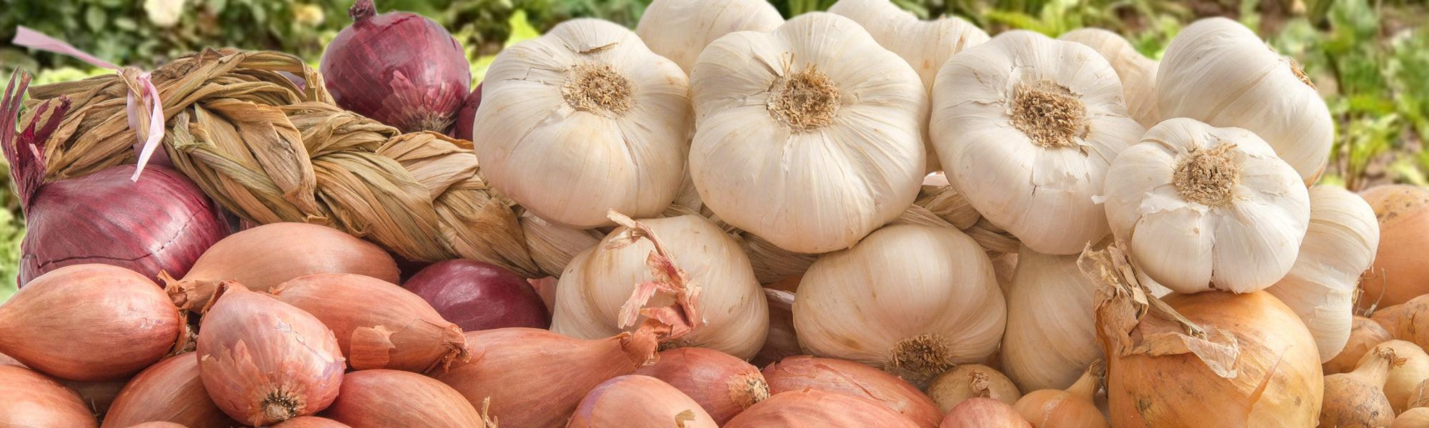 Knoblauch, Zwiebeln und Schalotten