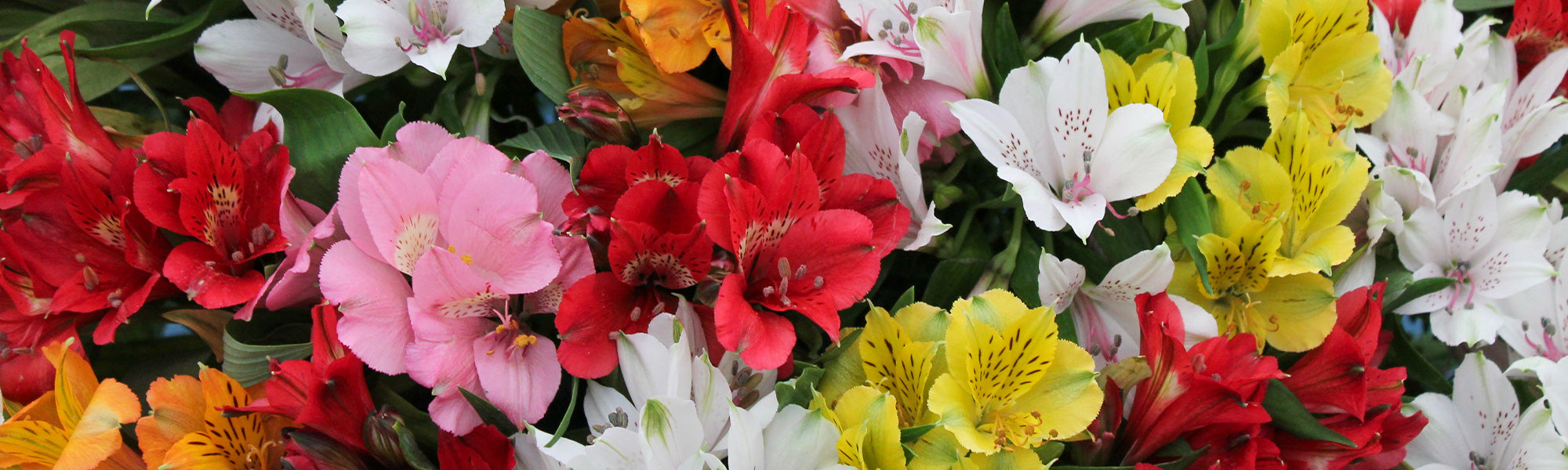 Alstroemerie - Alstroemeria