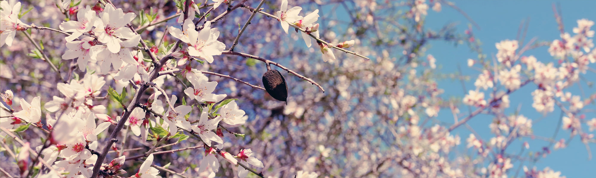 Mandelbaum - Prunus dulcis