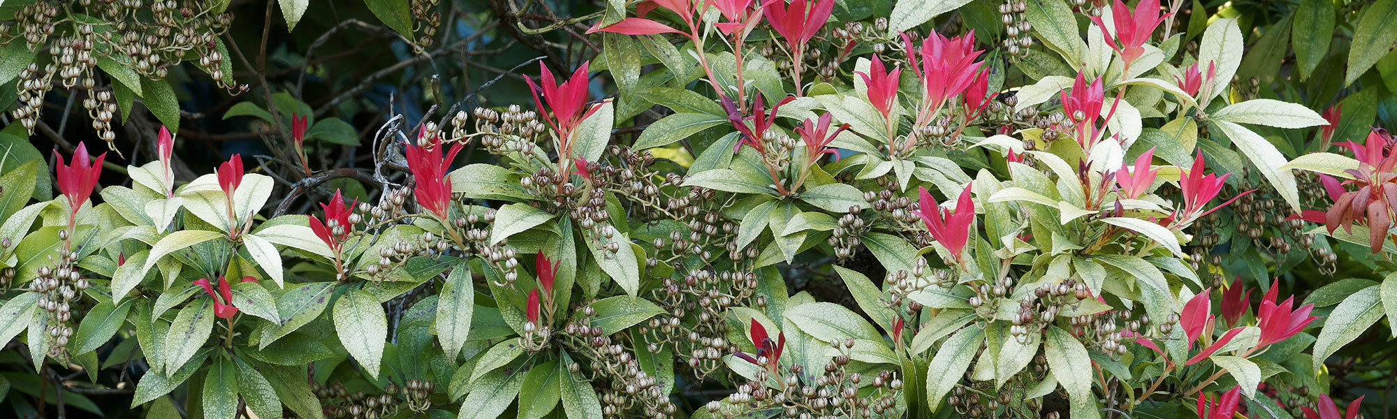 Pieris - Pieris