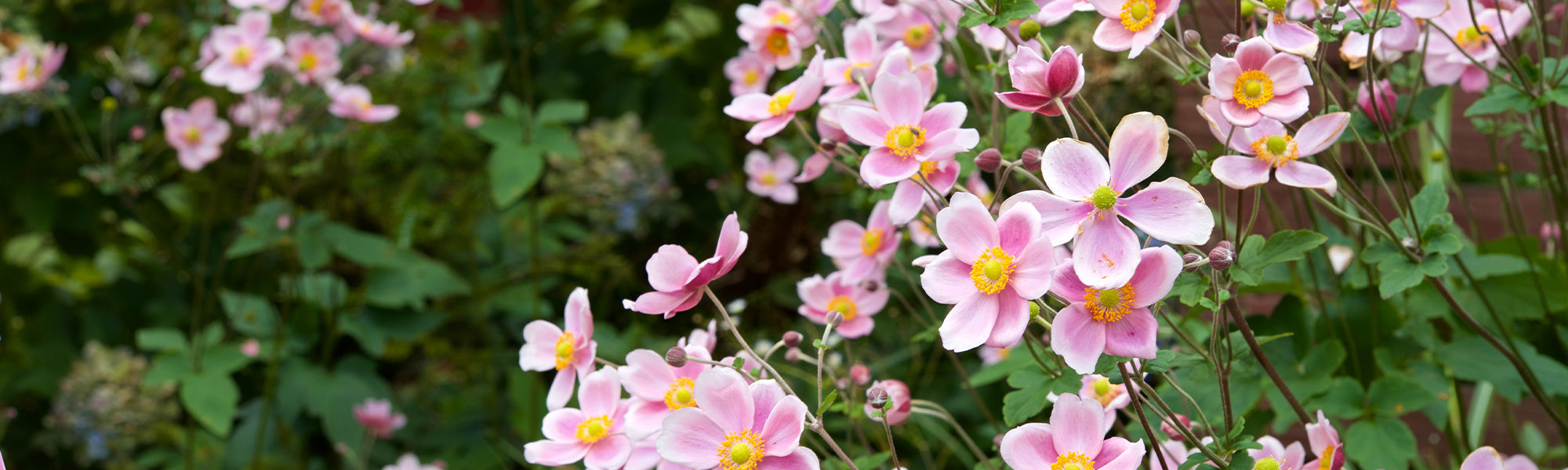 Anemonen