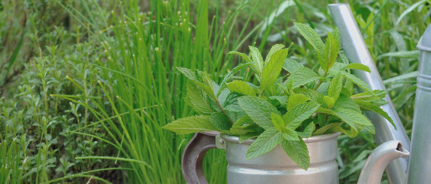 Afrikanisches Basilikum - Ocimum gratissimum