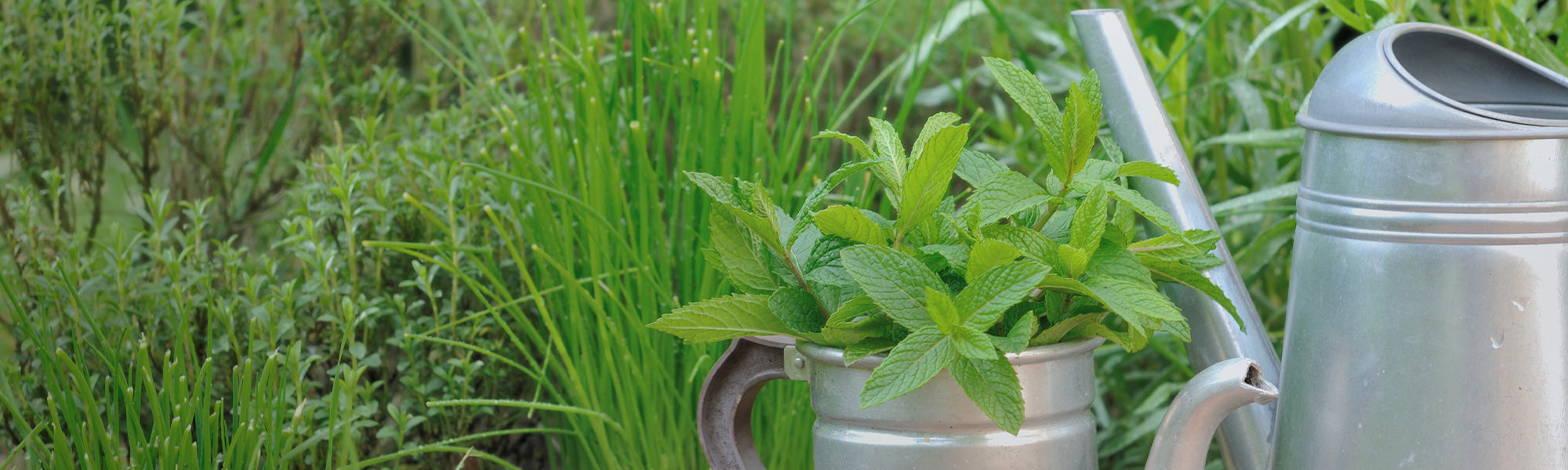 Afrikanisches Basilikum - Ocimum gratissimum