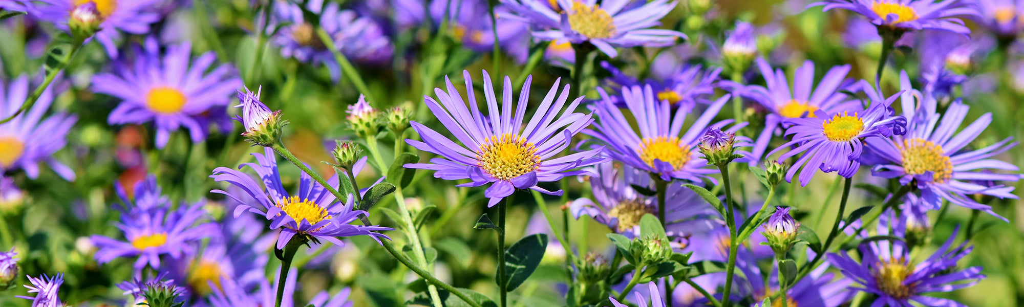 Aster