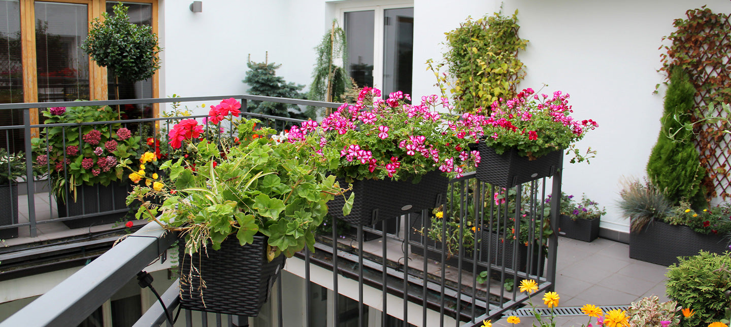 Duftender Balkon