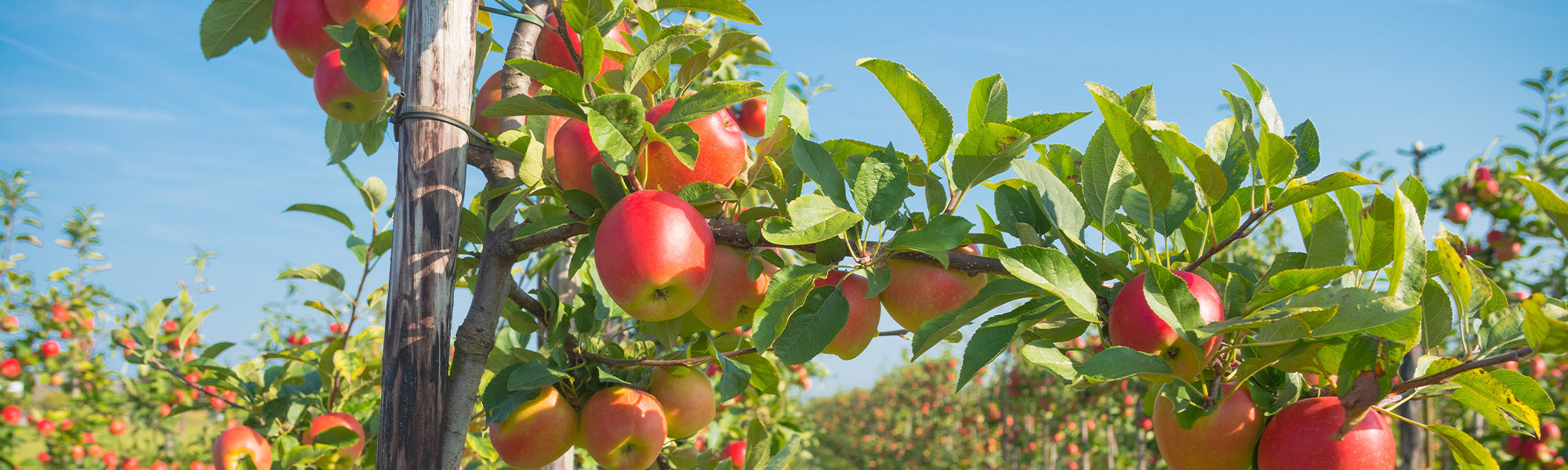 Der Obstgarten feiert bis zu 30 % Rabatt