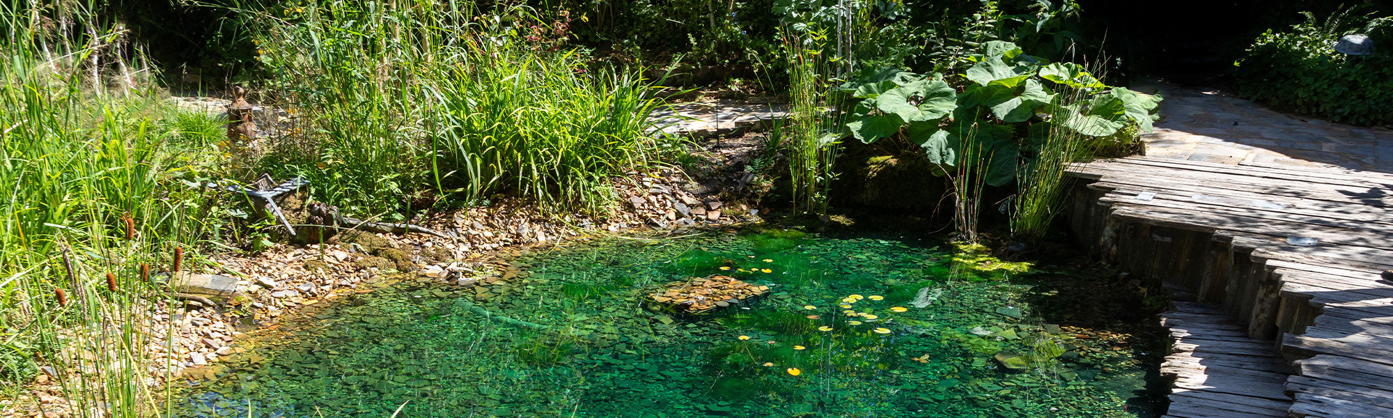 Pflanzen für den Teich: Tipps und Inspirationen