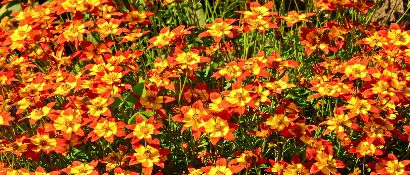 Bidens