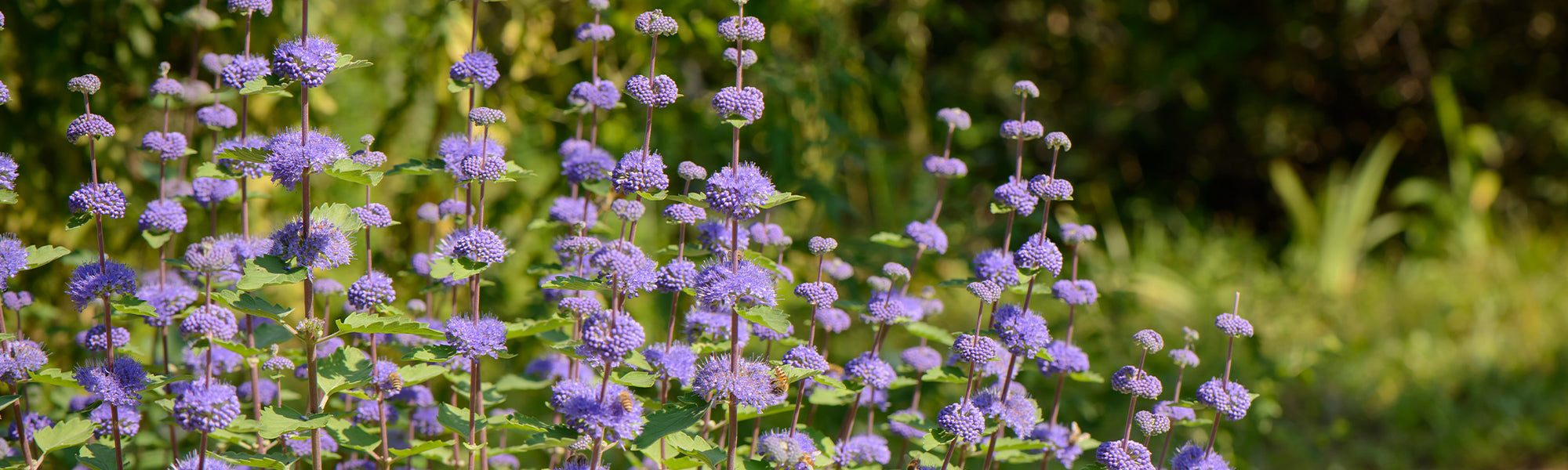 Bartblume