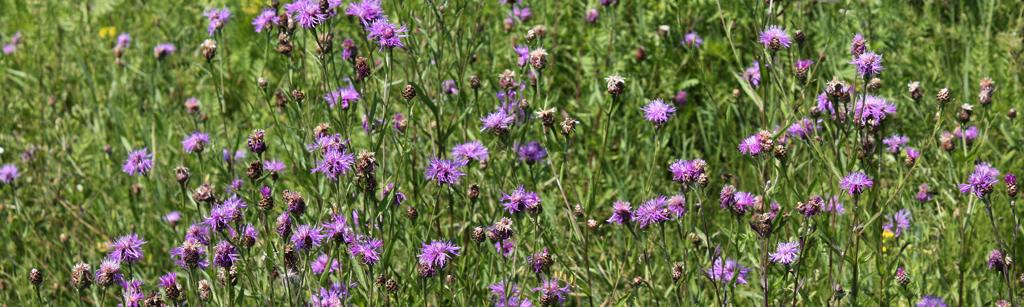 Kornblume