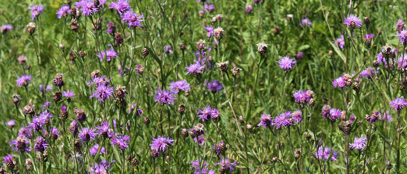 Berg-Flockenblume - Centaurea montana
