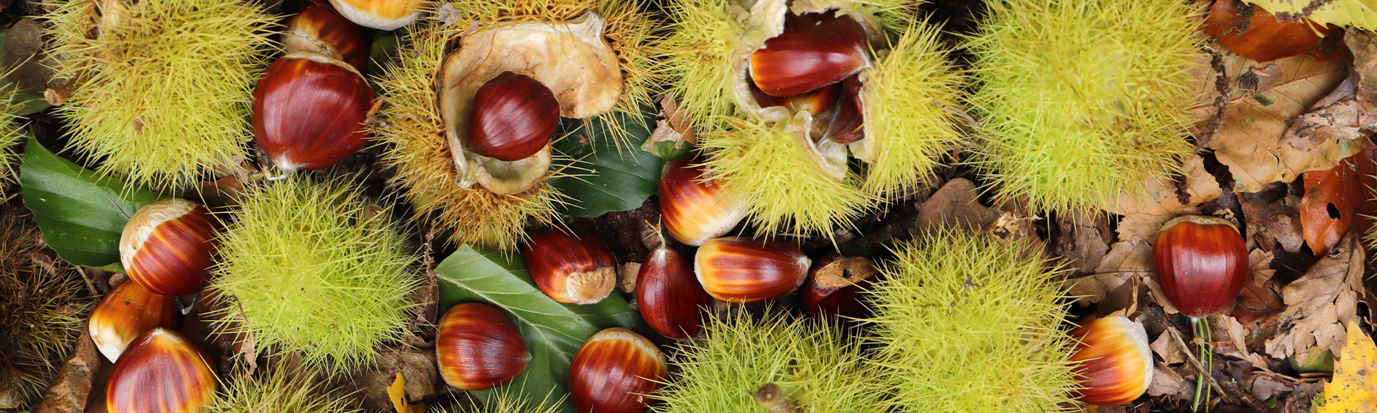 Kastanienbaum