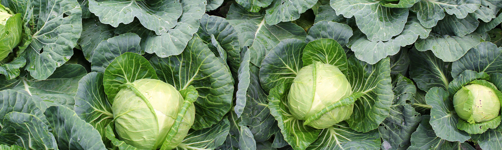 Weißkohl