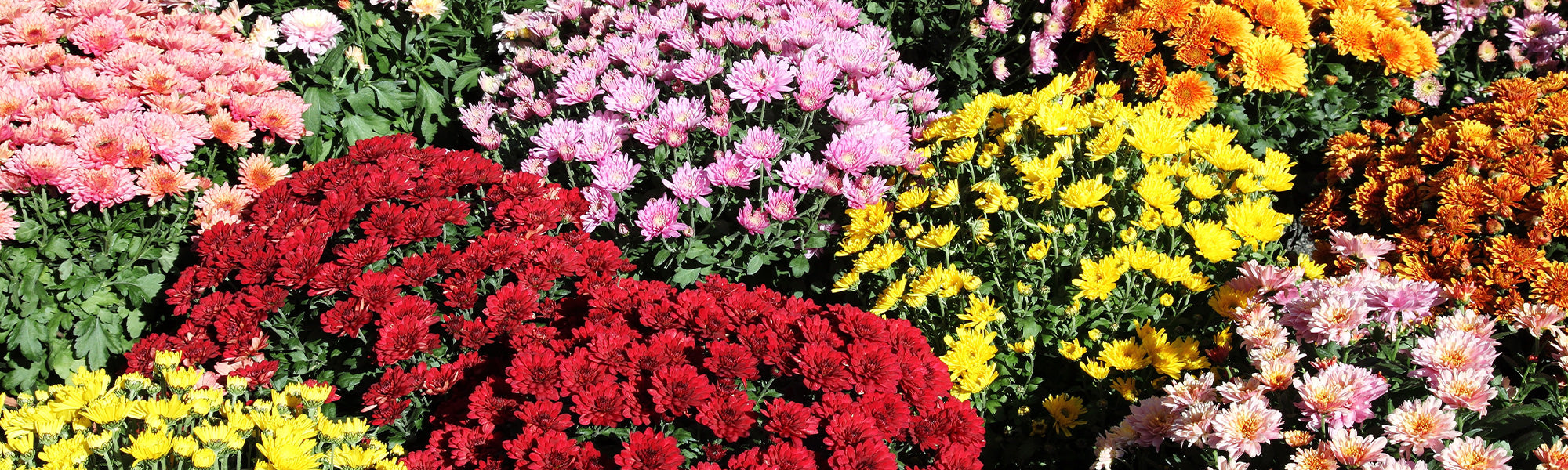 Indische Chrysantheme - Chrysanthemum indicum