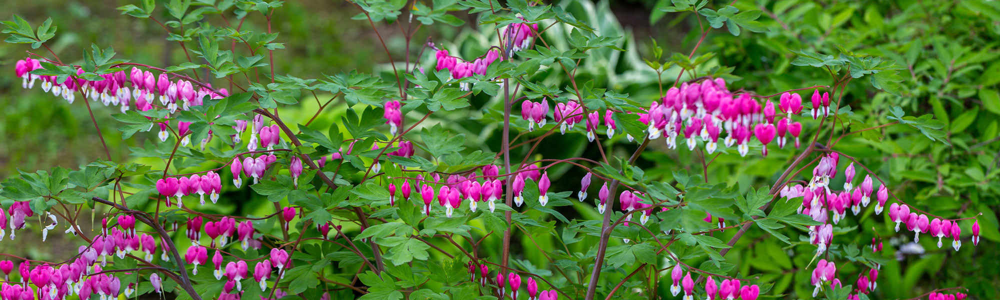 Tränendes Herz - Dicentra