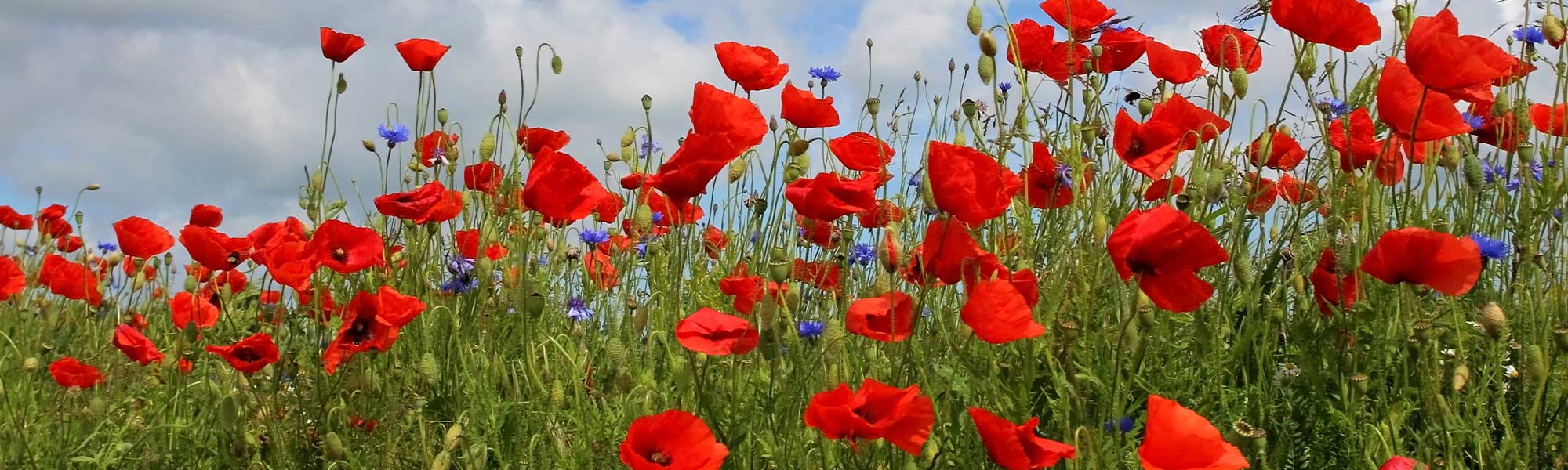 Klatschmohn - Papaver rhoeas