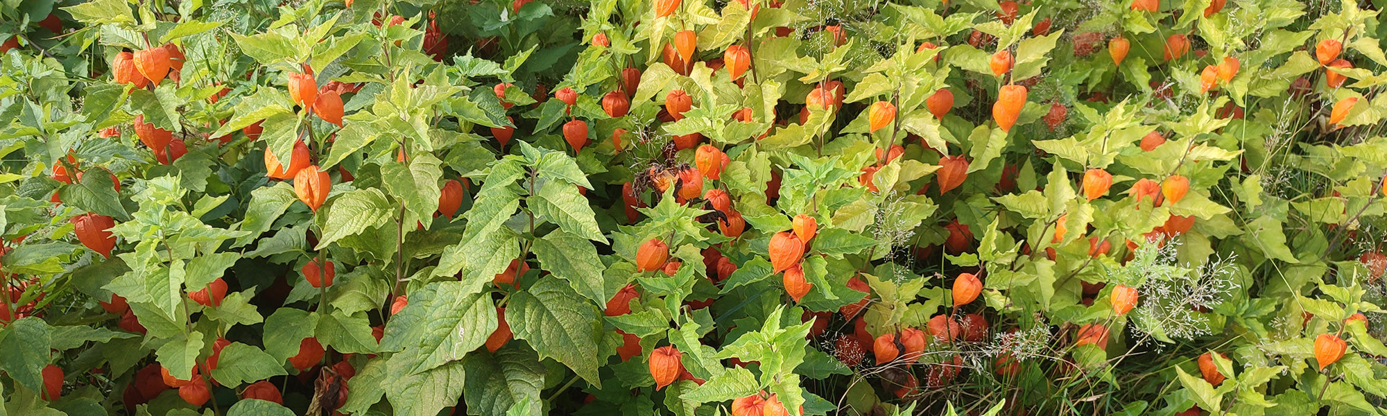 Lampionblume - Physalis