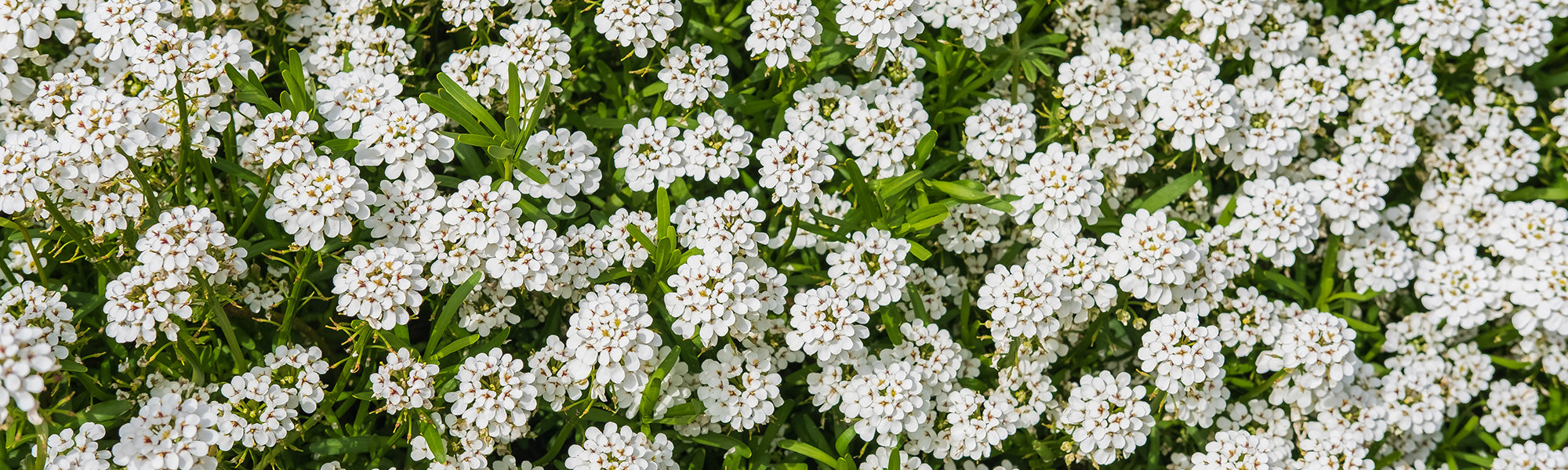 Silberkörbchen