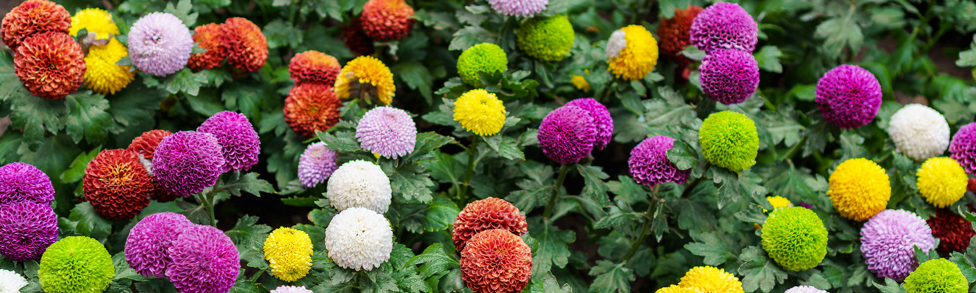 Dahlie Pompon/Ball