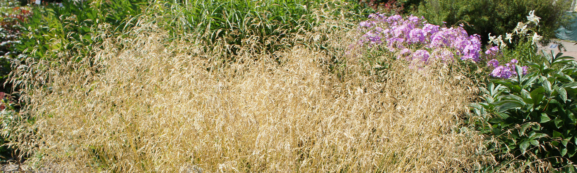 Schmiele - Deschampsia