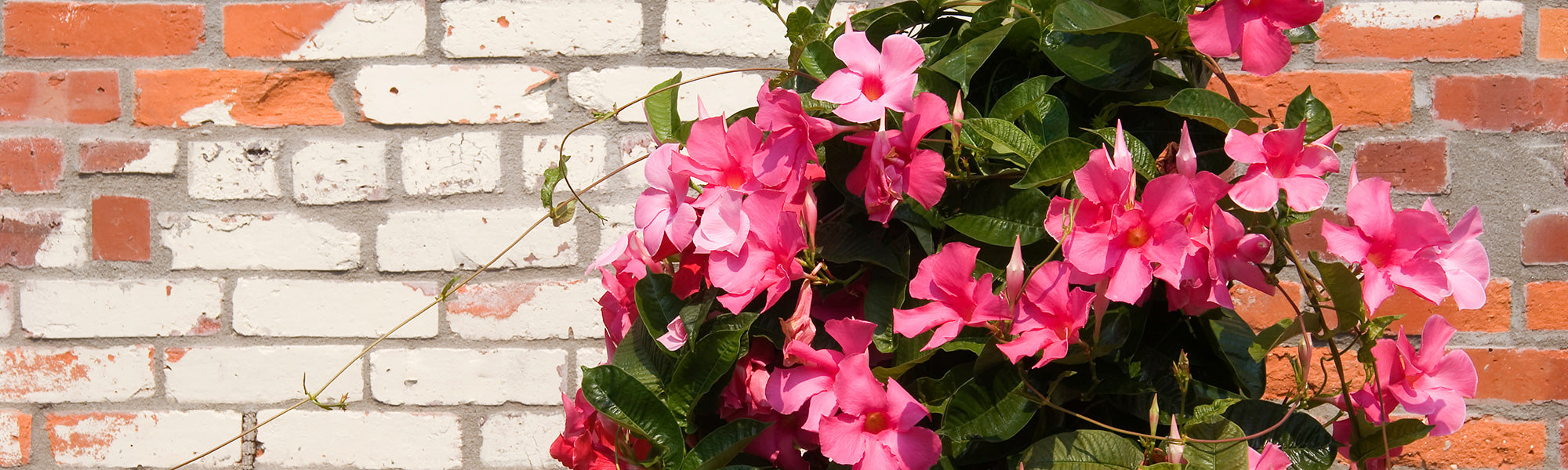 Mandevilla