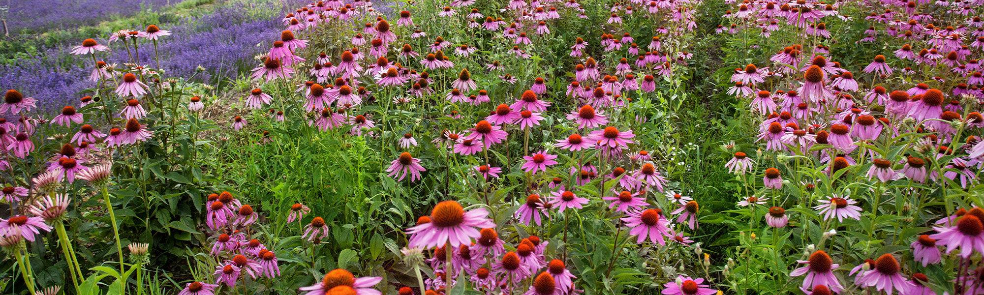 Sonnenhut - Echinacea
