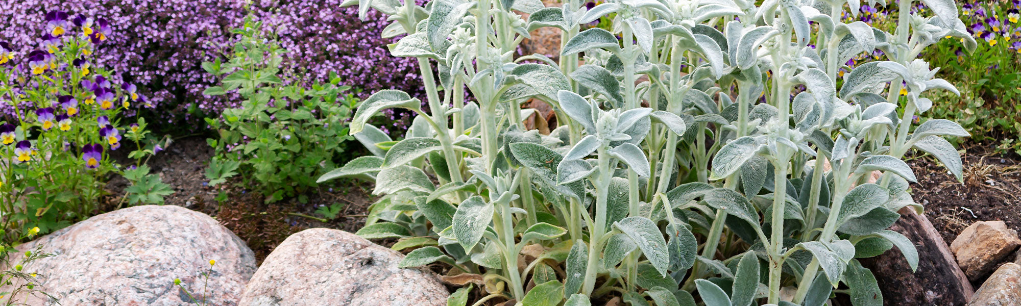 Ziest - Stachys