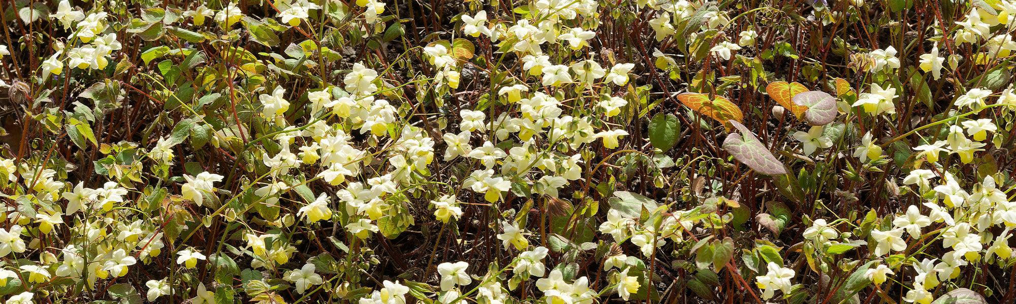 Elfenblumenzauber